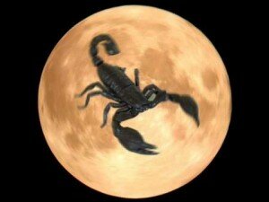 luna scorpion